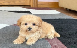Maltipoo dogs for sale: Tiny - Image 2