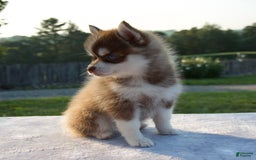 Pomsky dogs for sale: Misha - Image 6