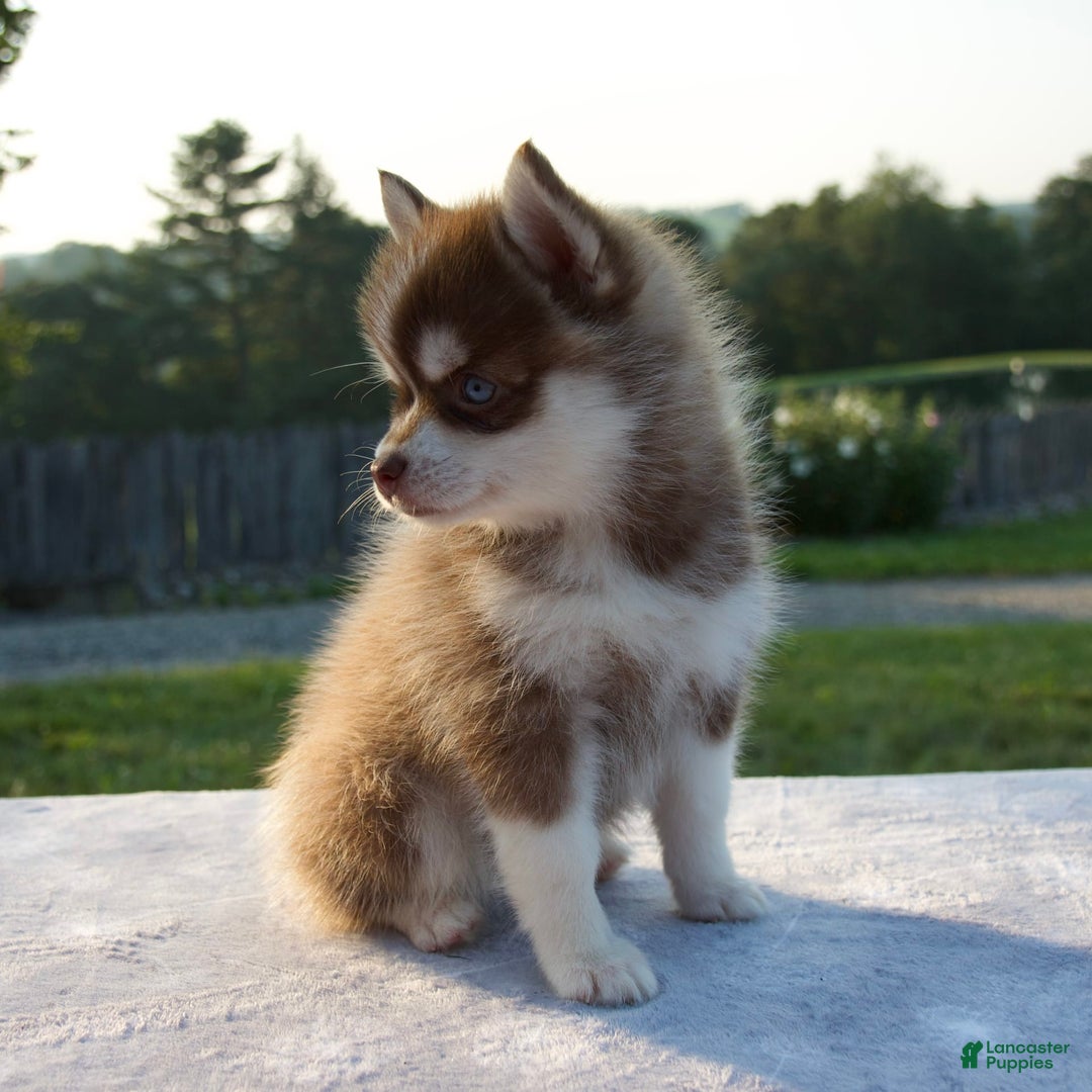 Pomsky dogs for sale: Misha - Image 6