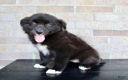 Australian Shepherd dogs for sale: Tricia - Image 4
