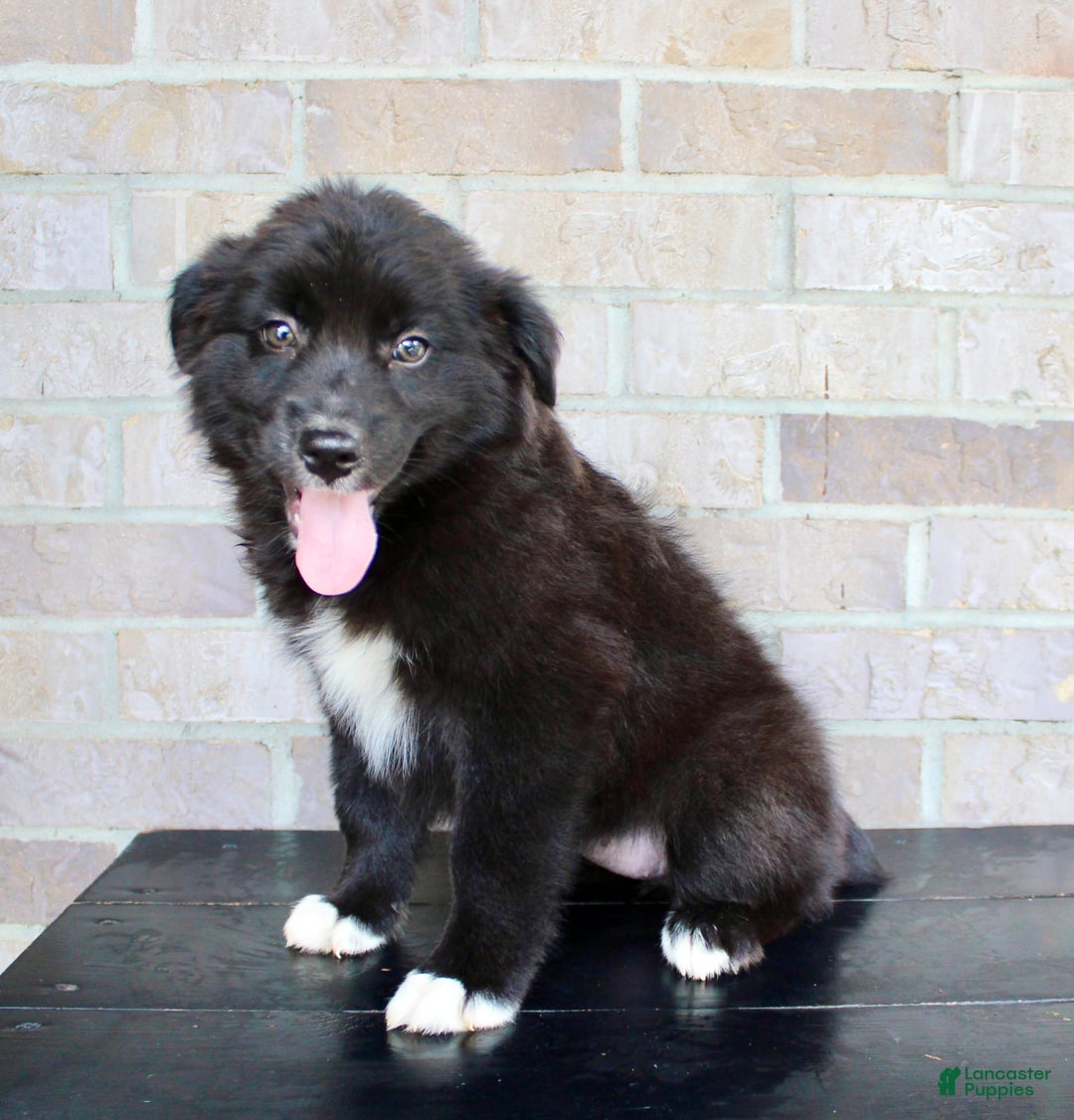 Australian Shepherd dogs for sale: Tricia - Image 4
