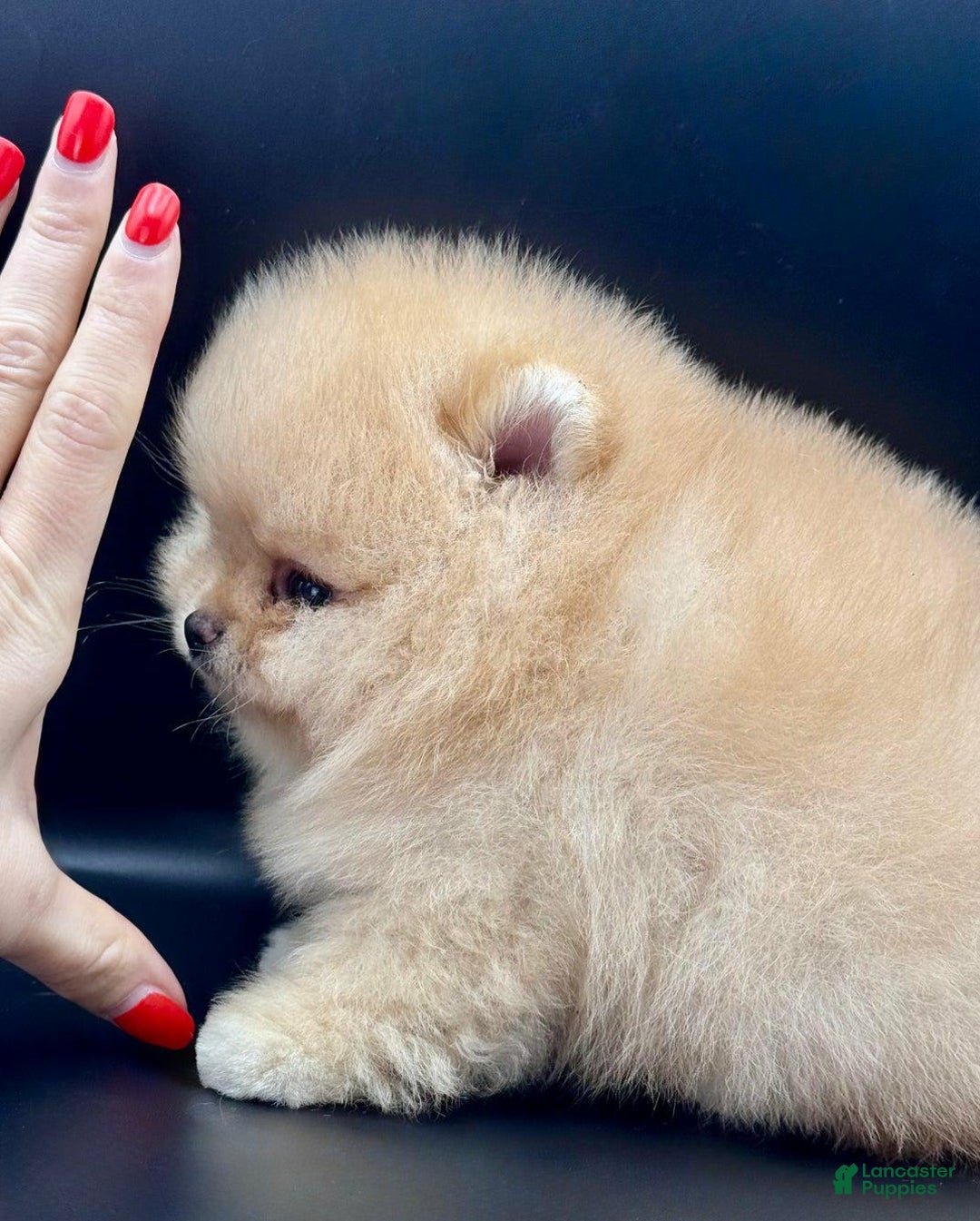 Pomeranian dogs for sale: Carla - Image 2
