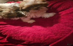 Shih Tzu dogs for sale: Not Named - Image 12