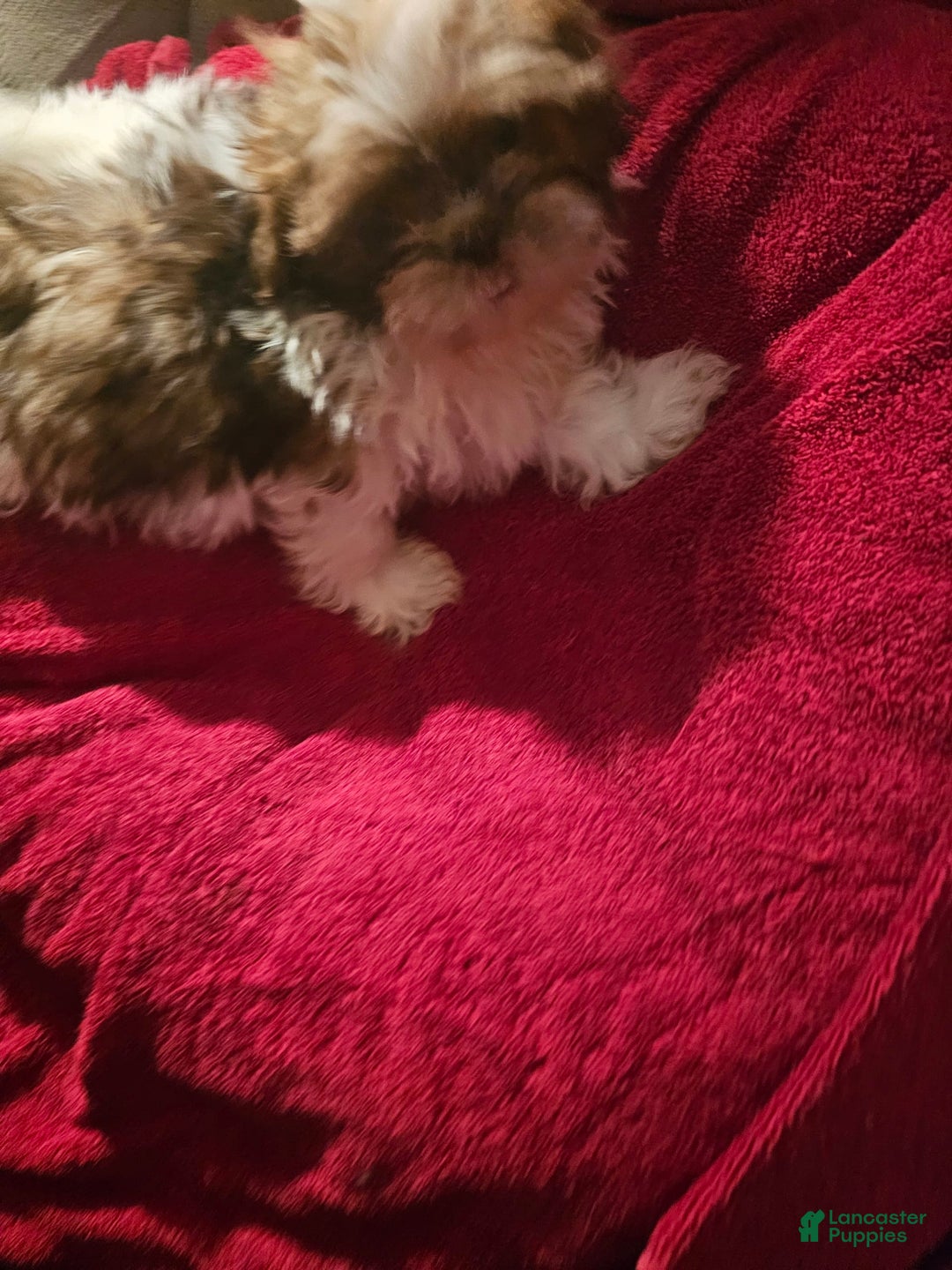 Shih Tzu dogs for sale: Not Named - Image 12