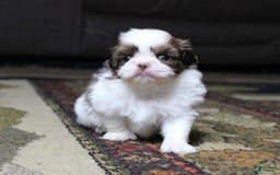 Shih Tzu dogs for sale: Boa - Image 3