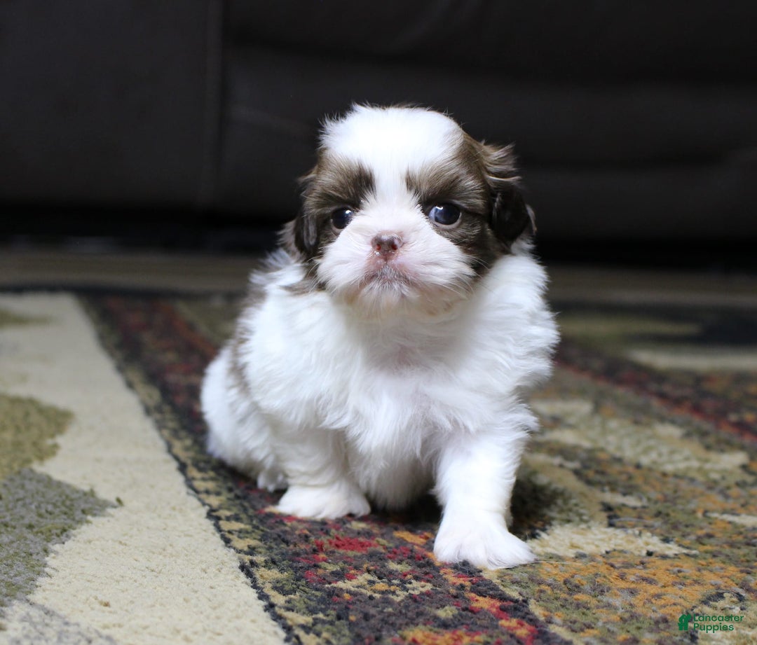 Shih Tzu dogs for sale: Boa - Image 3