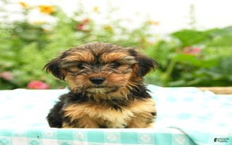 Morkie dogs for sale: Gizmo - Image 4