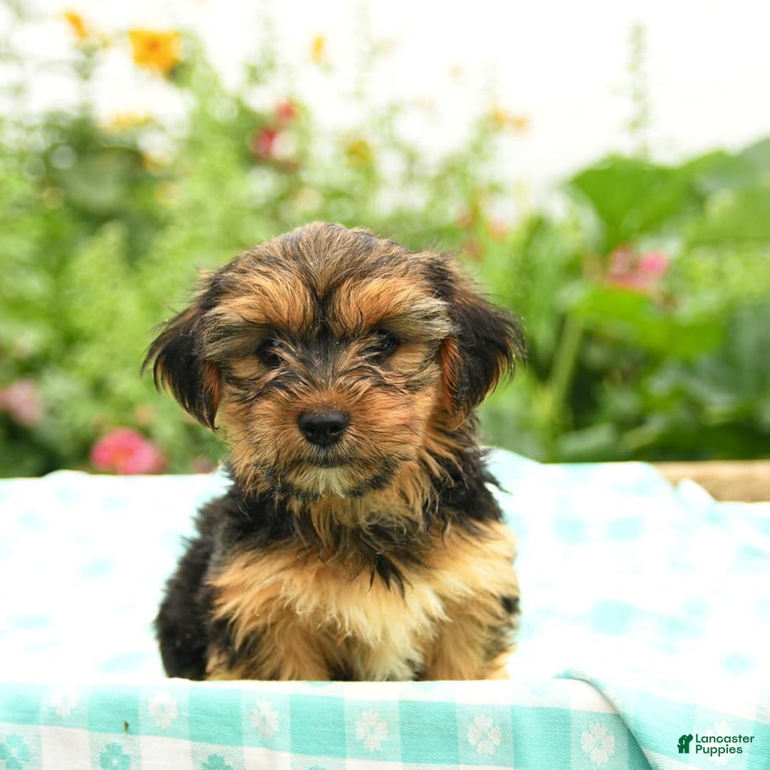 Morkie dogs for sale: Gizmo - Image 4