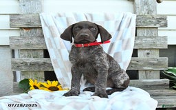 German Shorthaired Pointer dogs for sale: Lacey - Image 2