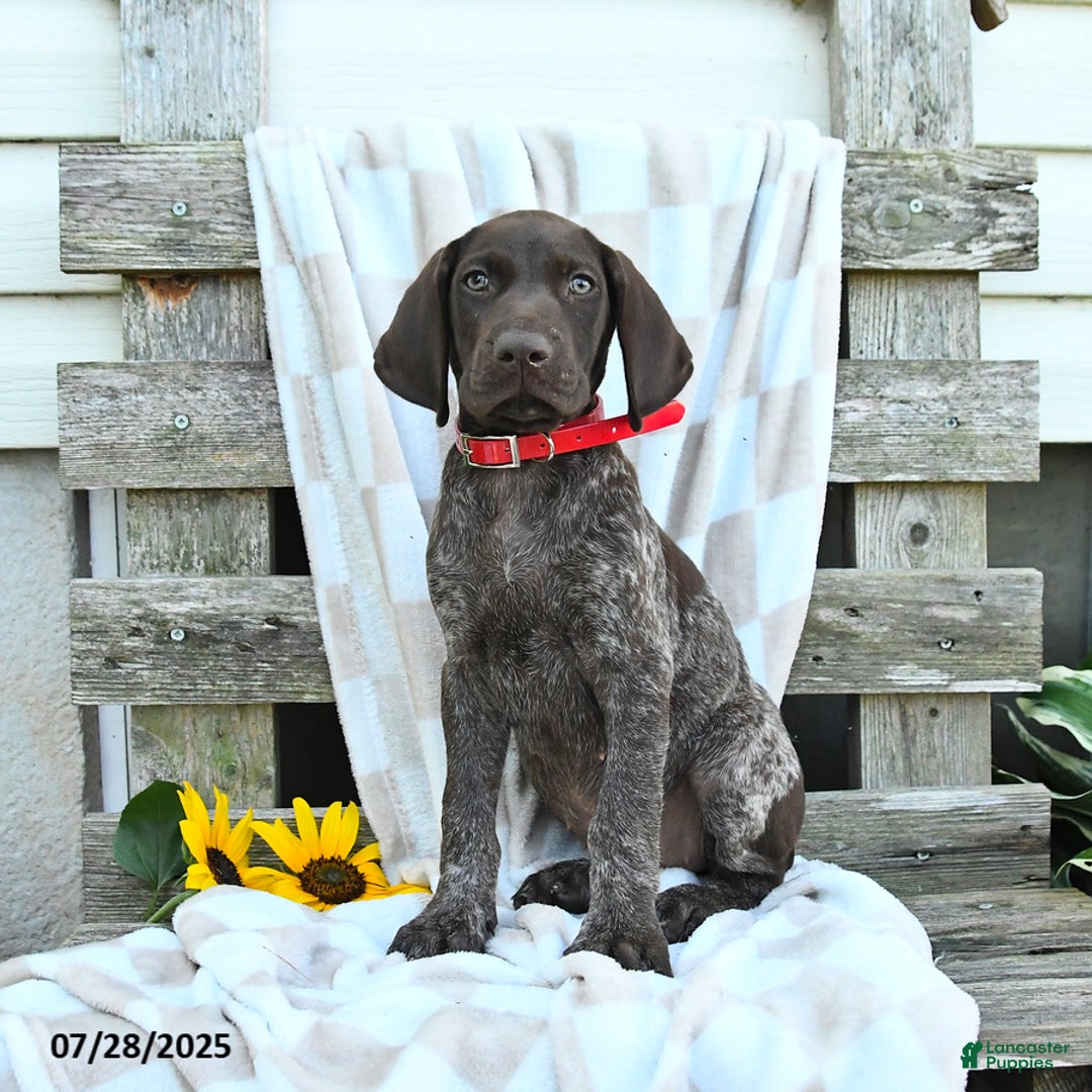 German Shorthaired Pointer dogs for sale: Lacey - Image 2