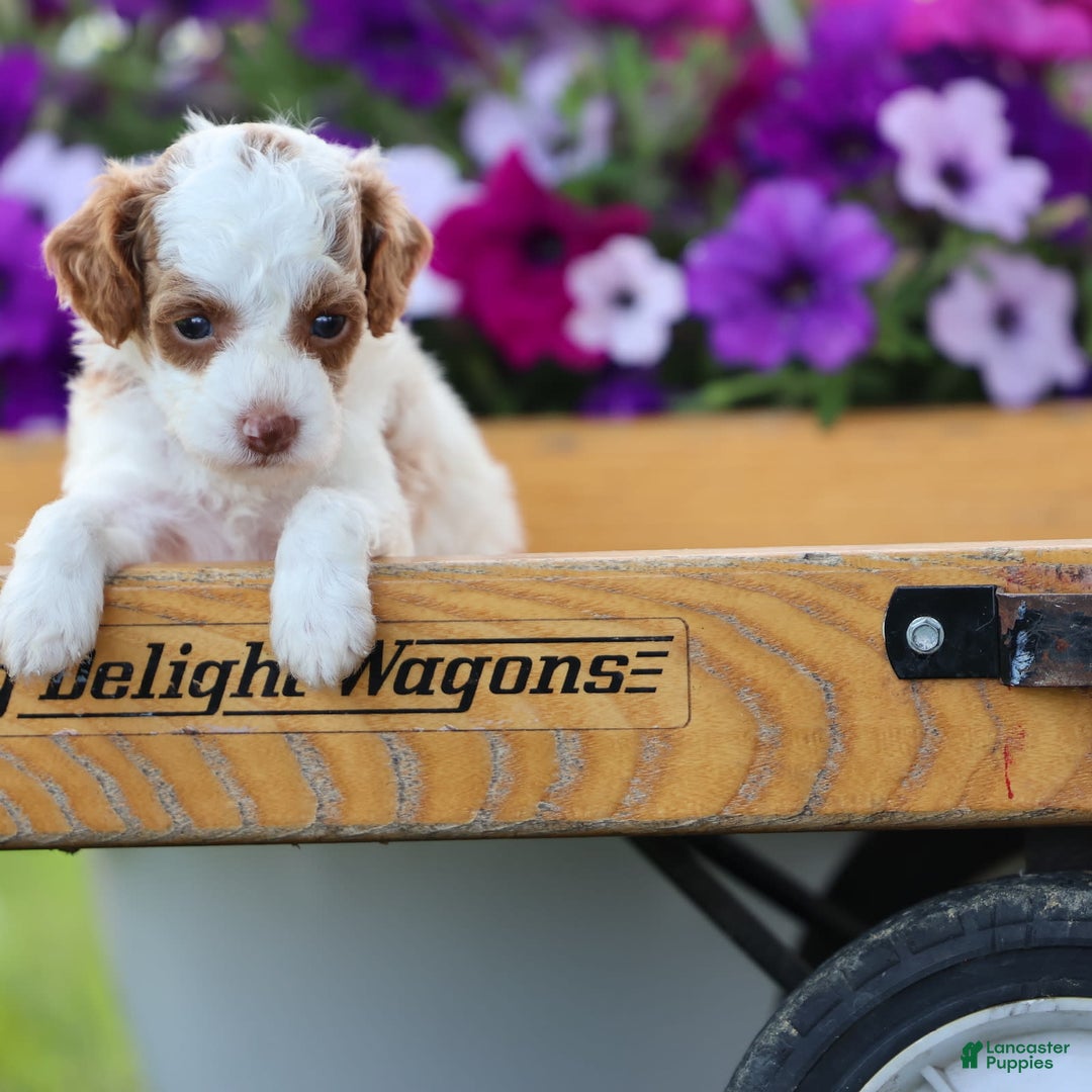 Toy Poodle dogs for sale: Muffler - Image 4