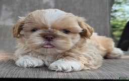 Shih Tzu dogs for sale: Andy - Image 3