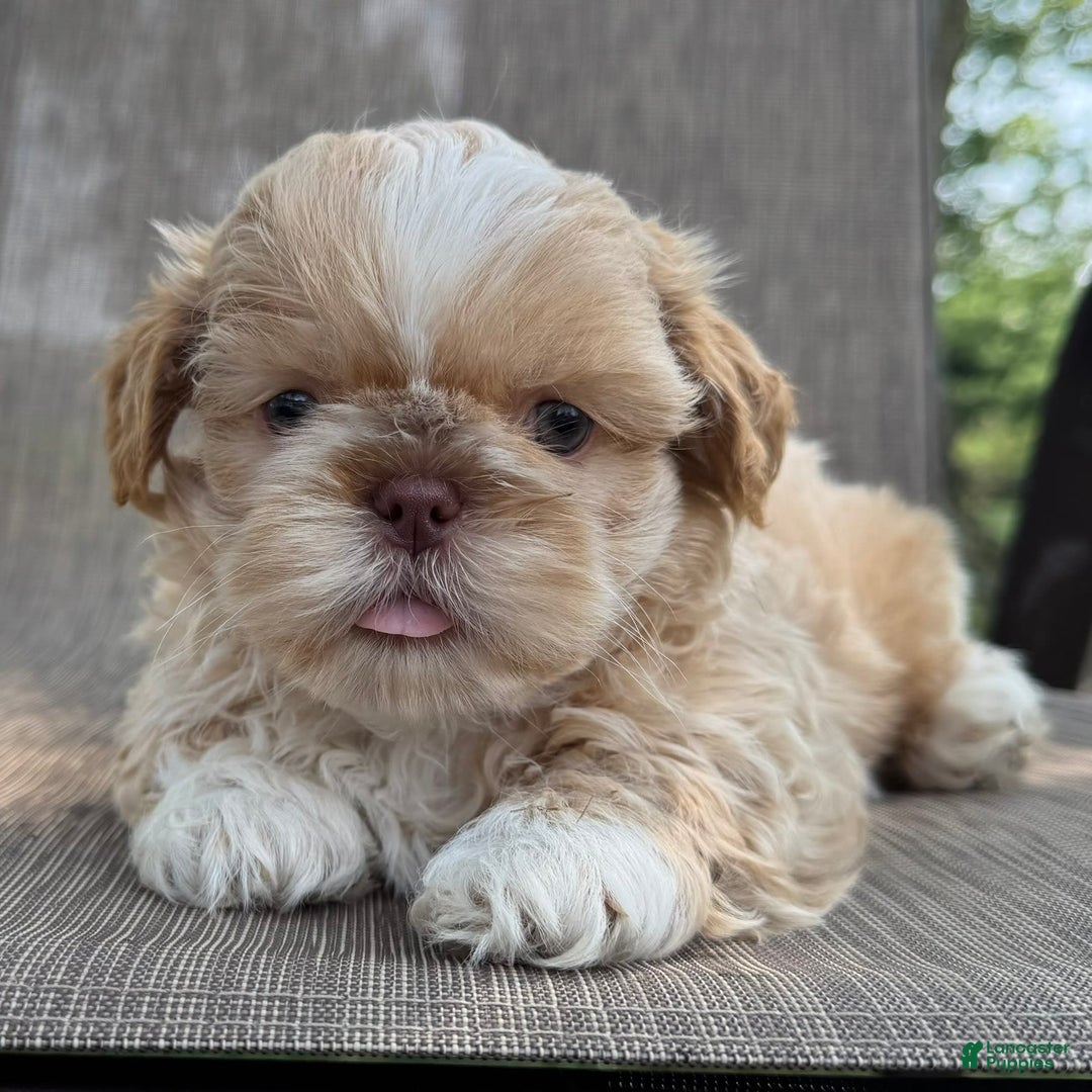 Shih Tzu dogs for sale: Andy - Image 3
