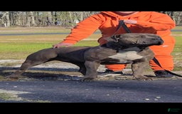 American Bully dogs for sale: Izzy - Image 7