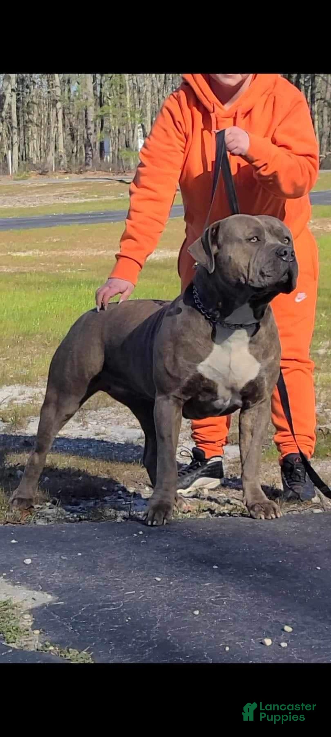 American Bully dogs for sale: Izzy - Image 7
