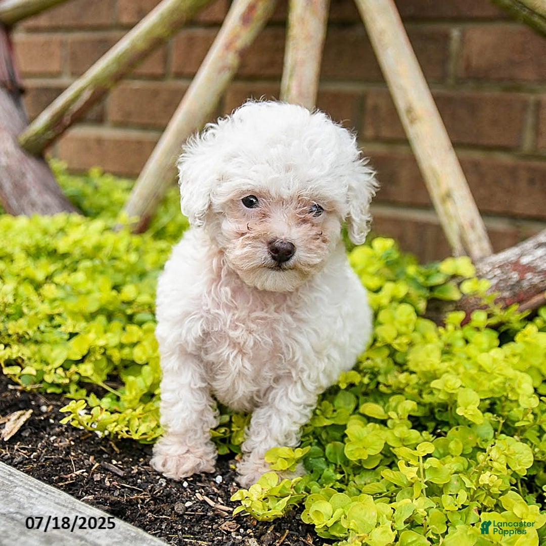 Toy Poodle dogs for sale: Toy Poodle 2 puppies - Image 4