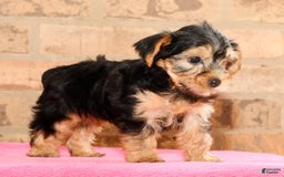 Yorkshire Terrier dogs for sale: Angie - Image 7