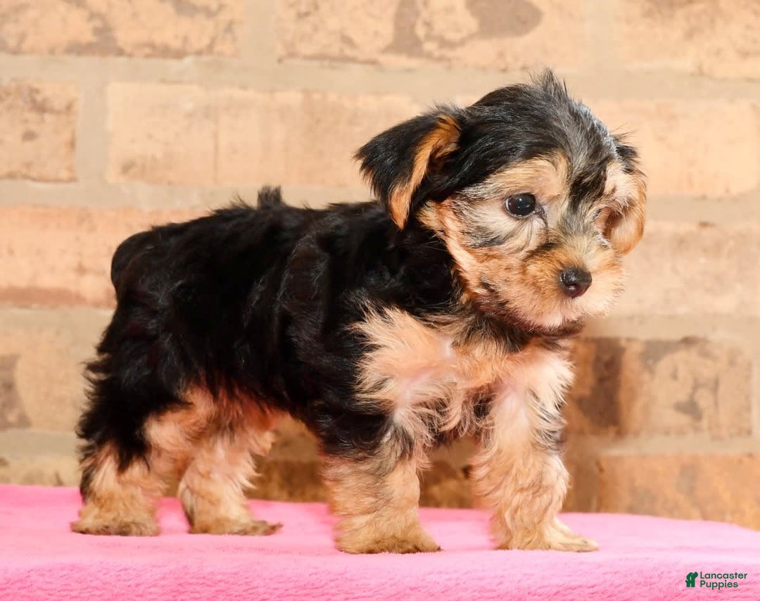 Yorkshire Terrier dogs for sale: Angie - Image 7