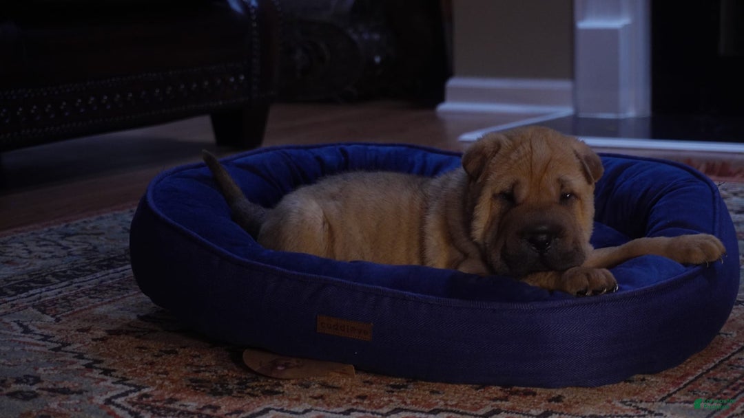 Shar Pei dogs for sale: Nina - Image 4