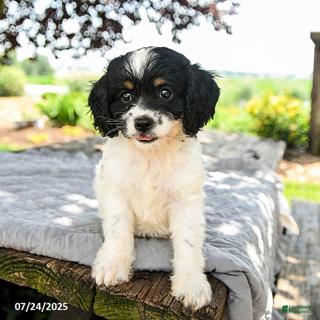 Cavapoo dogs for sale: Lucky - Image 5