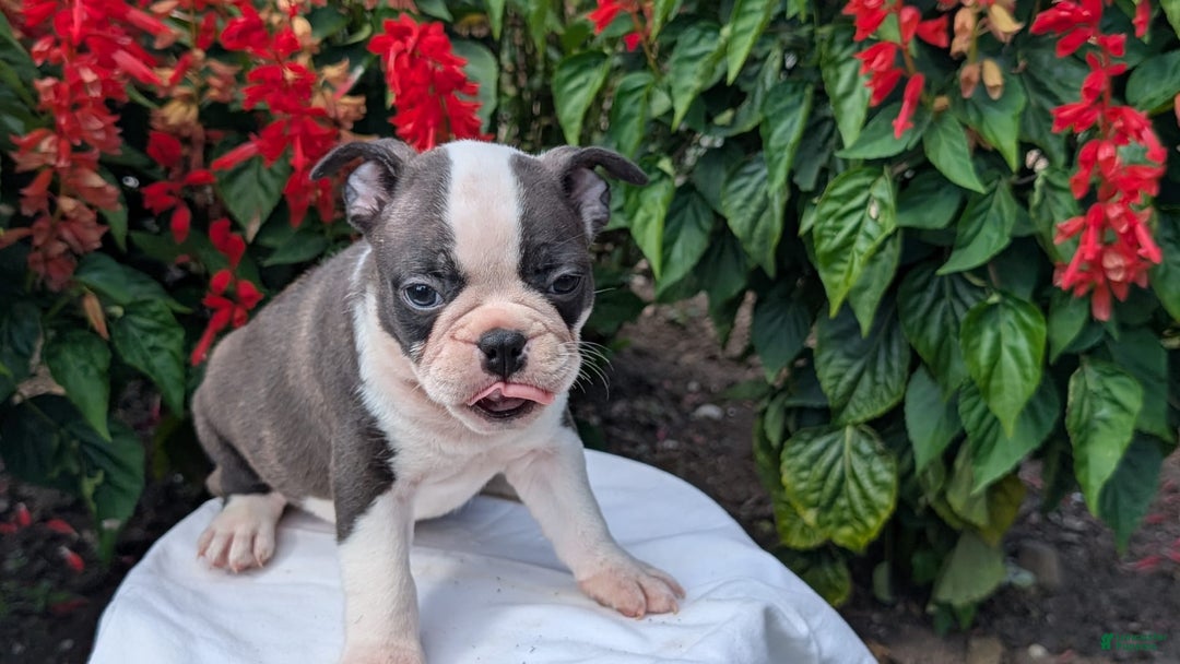 Frenchton dogs for sale: Nash - Image 8
