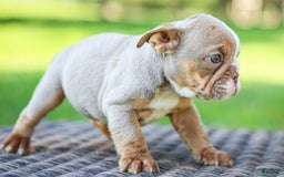 English Bulldog dogs for sale: Truffles - Image 7