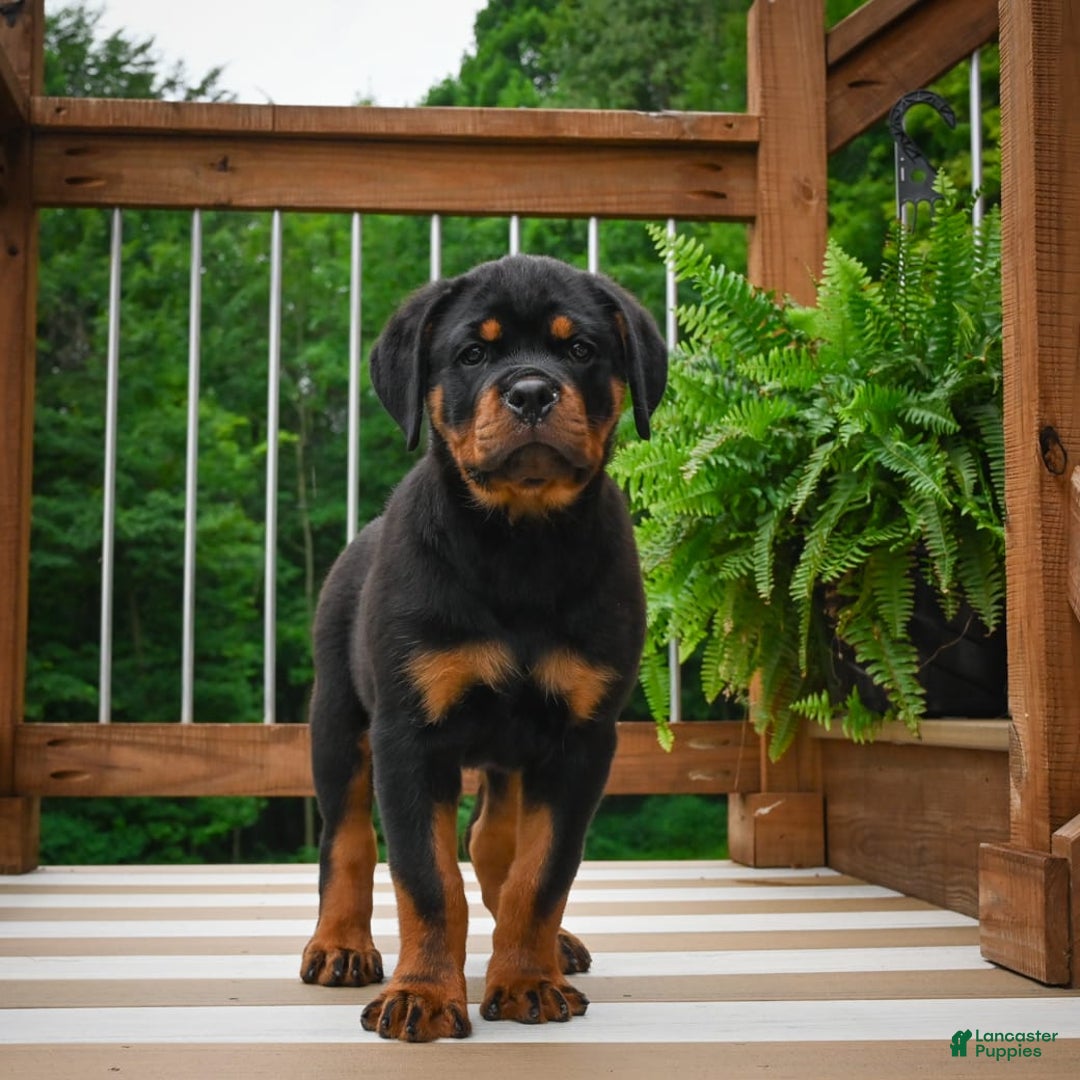 Rottweiler dogs for sale: Bella - Image 21
