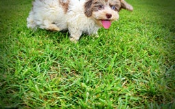 Havapoo dogs for sale: Daisy - Image 6