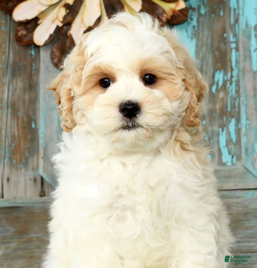 Cavapoo dogs for sale: Brady - Image 9