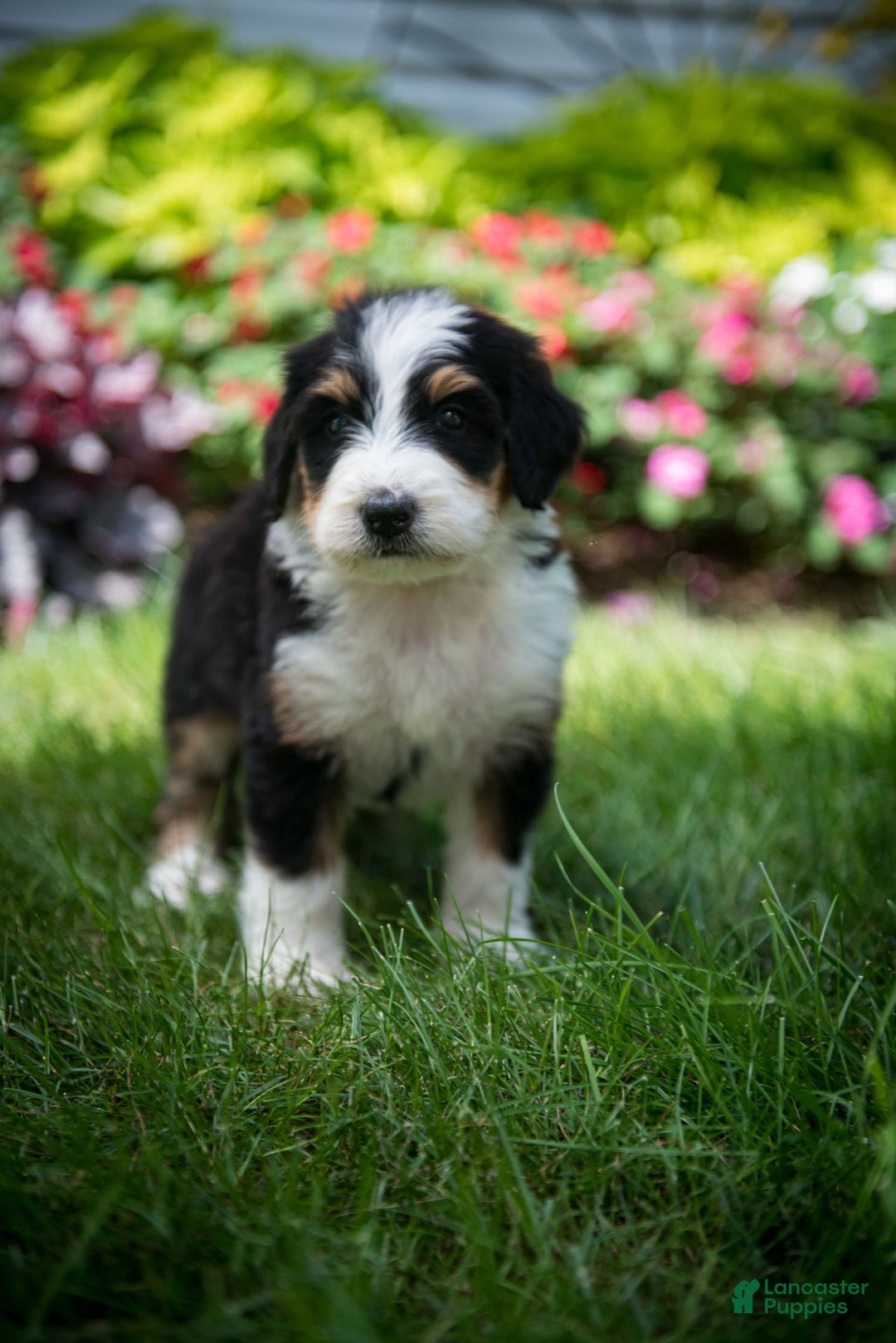Bernedoodle dogs for sale: Ranger - Image 17