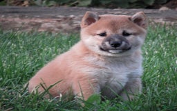Shiba Inu dogs for sale: Shelby - Image 1