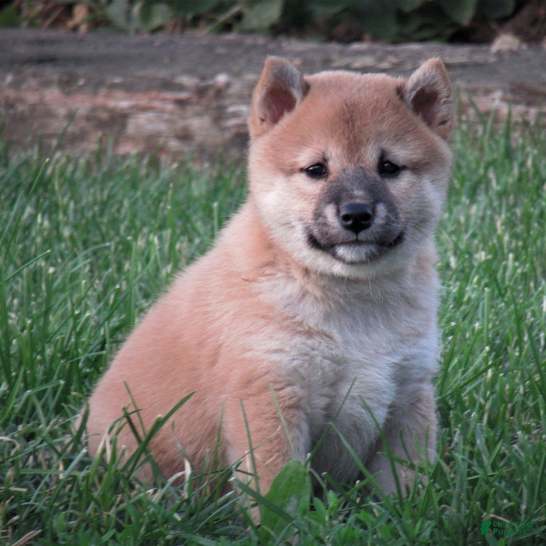 Shiba Inu dogs for sale: Shelby - Image 1