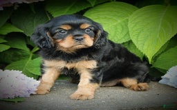 Cavalier King Charles Spaniel dogs for sale: Wilson - Image 1