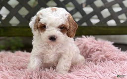 Cavapoo dogs for sale: Bianca - Image 15
