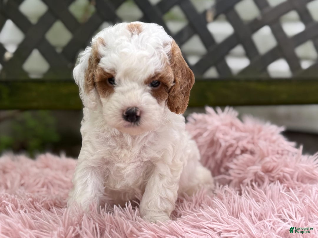 Cavapoo dogs for sale: Bianca - Image 15