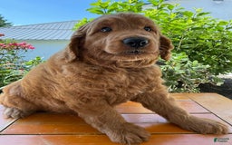 Goldendoodle dogs for sale: Victor - Image 3