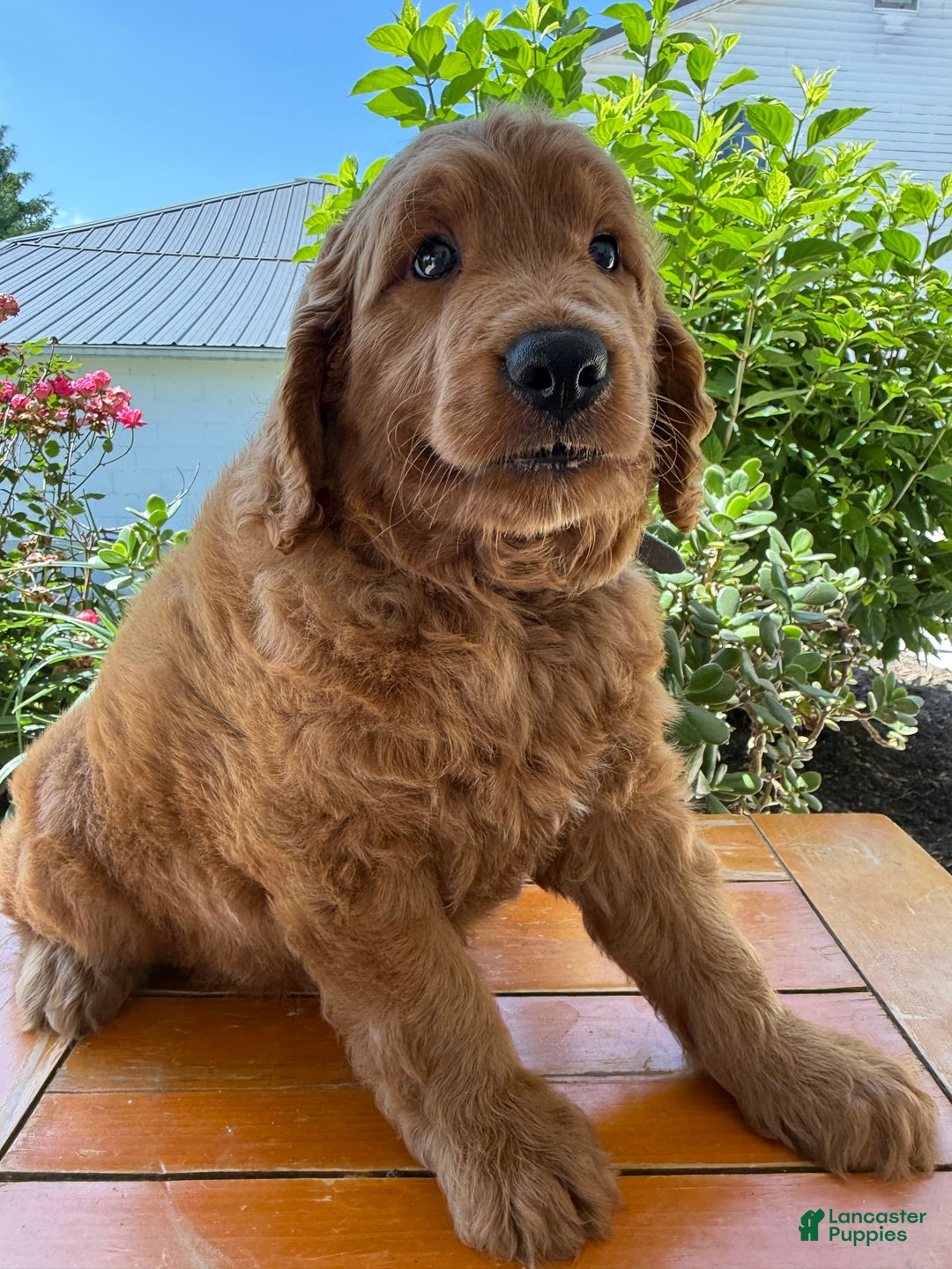 Goldendoodle dogs for sale: Victor - Image 3