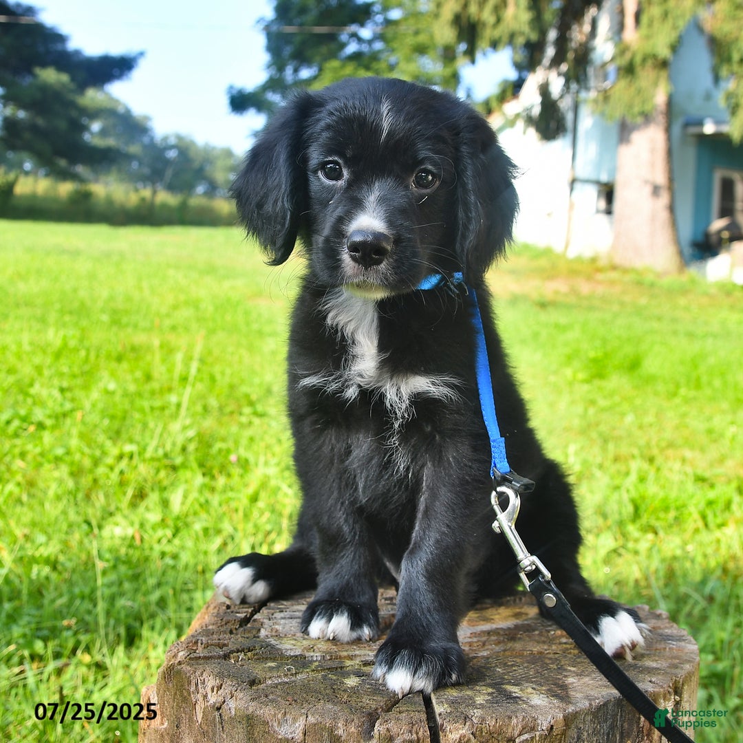 Golden Retriever dogs for sale: Sailor - Image 1