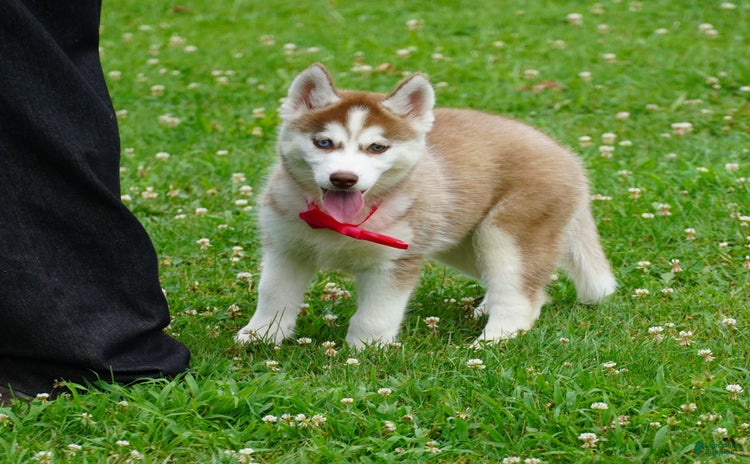 Siberian Husky dogs for sale - Ad 5