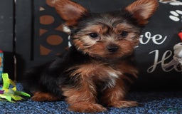 Yorkshire Terrier dogs for sale: Clark - Image 1
