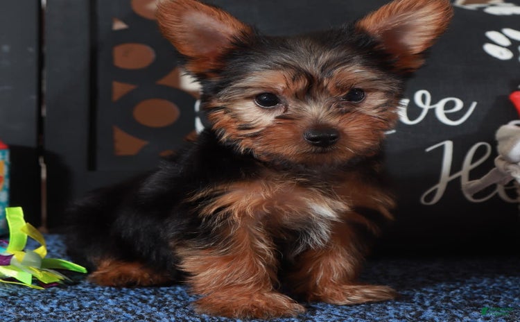Yorkshire Terrier dogs for sale - Ad 3