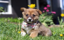 Welsh Corgi Pembroke dogs for sale: Daisy - Image 3