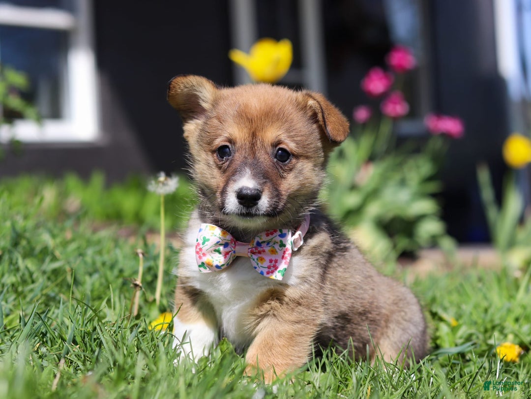 Welsh Corgi Pembroke dogs for sale: Daisy - Image 3