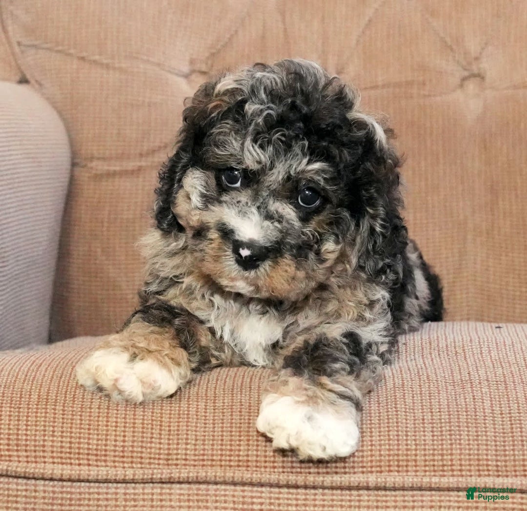 Cockapoo dogs for sale: Bo Jangles - Image 2