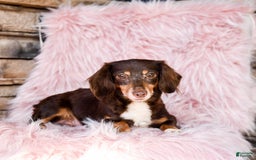 Miniature Dachshund dogs for sale: Twinkie - Image 6
