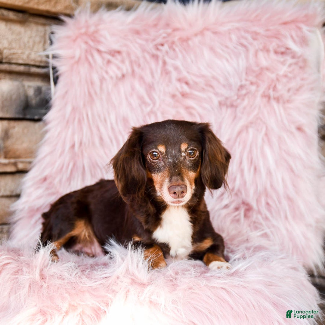 Miniature Dachshund dogs for sale: Twinkie - Image 6