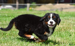 Bernese Mountain Dog dogs for sale: Bailey - Image 8