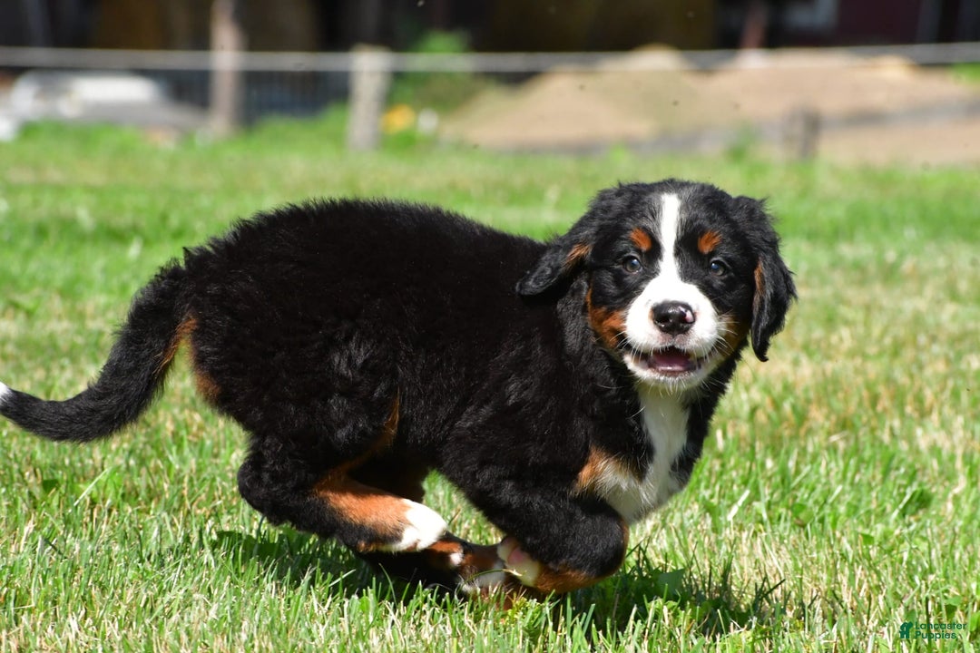 Bernese Mountain Dog dogs for sale: Bailey - Image 8