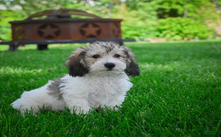Bichpoo dogs - Advert 16
