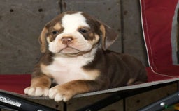 Beabull dogs for sale: Sandy - Image 1